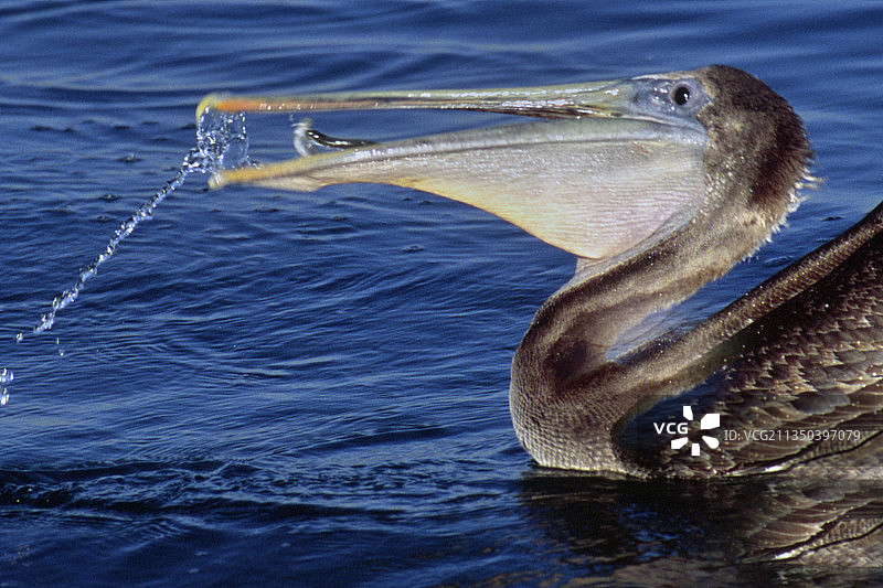 喙里满是鱼的褐鹈鹕特写图片素材
