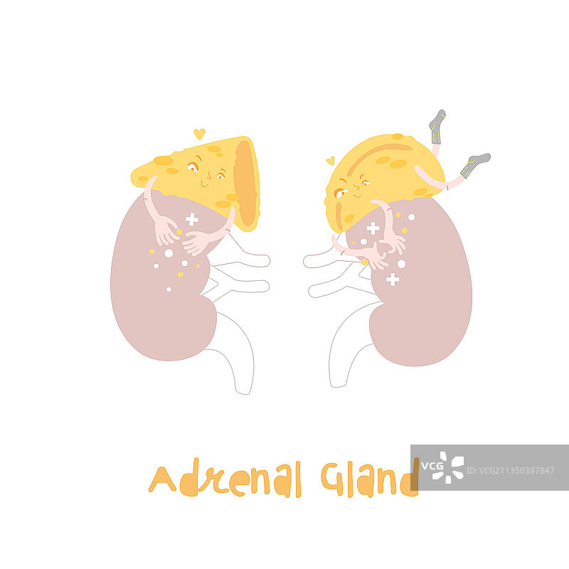 潮流的健康肾上腺卡通形象图片素材