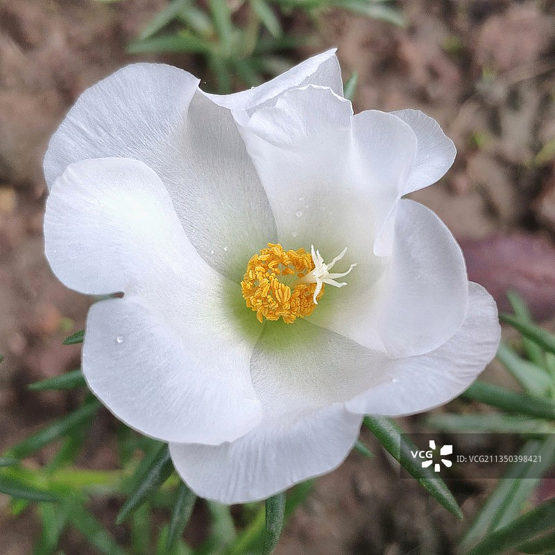 大花马齿苋图片素材