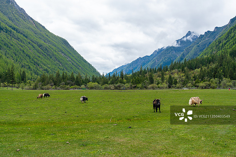 四川省四姑娘山长坪沟景区中高山草甸和牦牛图片素材