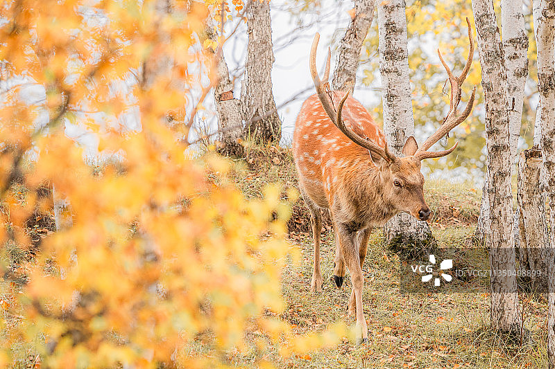 林深见鹿图片素材