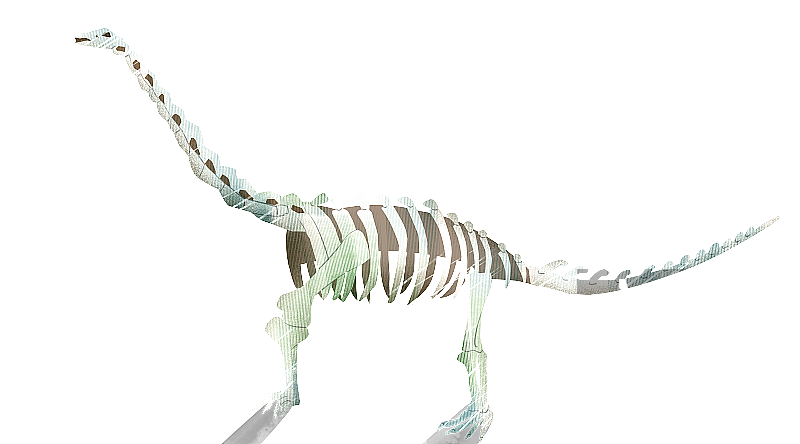 恐龙骨胳插画元素图片素材