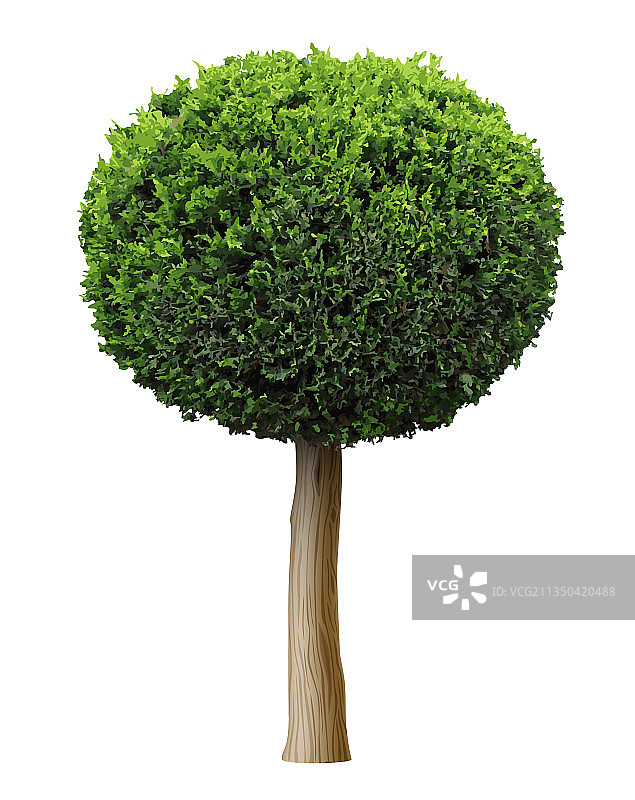 球形Thuja植物灌木或杜松树图片素材