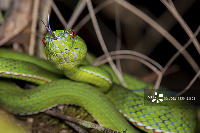 竹叶青图片素材