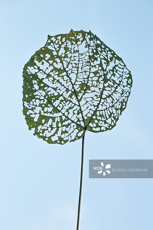 带虫眼的叶子秋叶图片素材