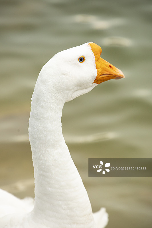 鹅  狮头鹅鹅  白鹅鹅图片素材