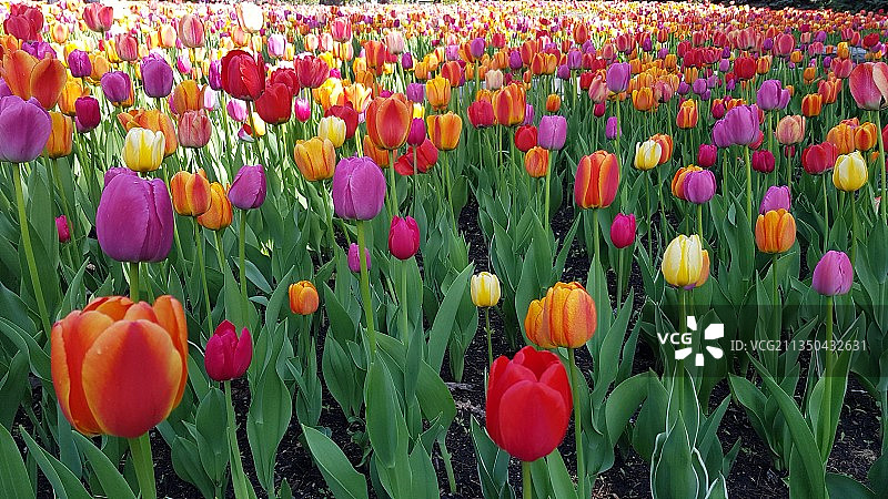 蒙特利尔田野中各色郁金香特写图片素材