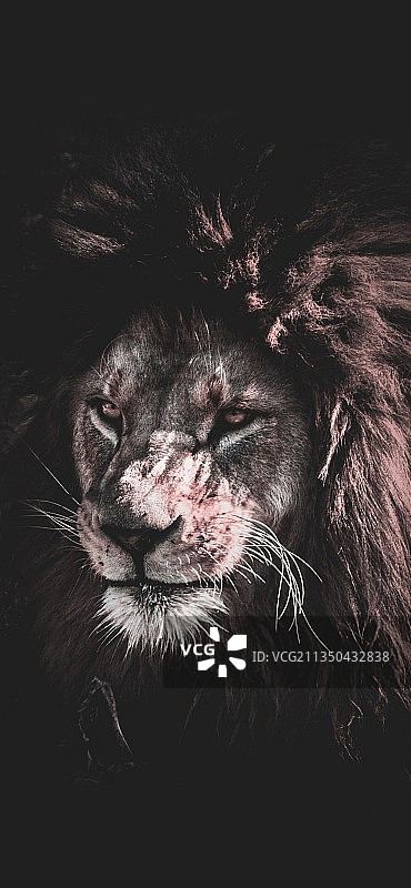 特写的猫图片素材