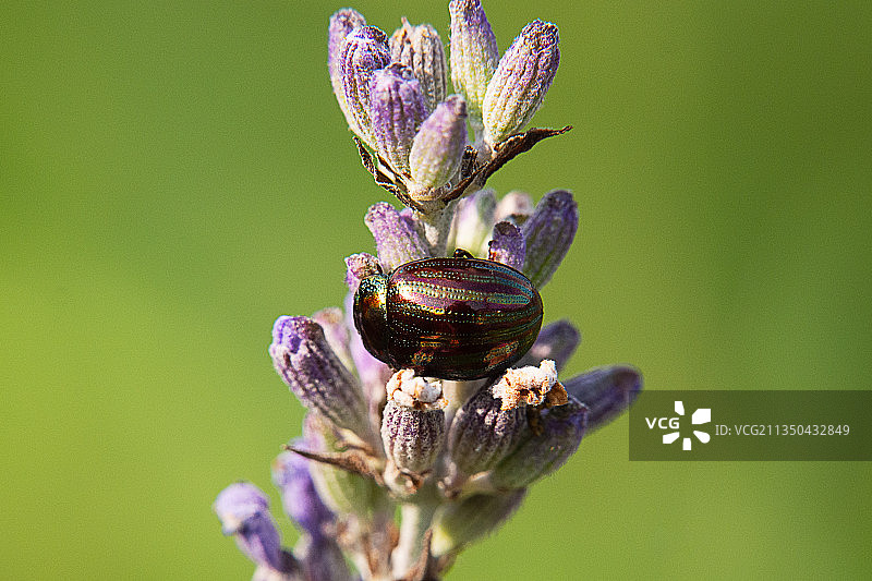 紫色花蕾特写，法国图片素材