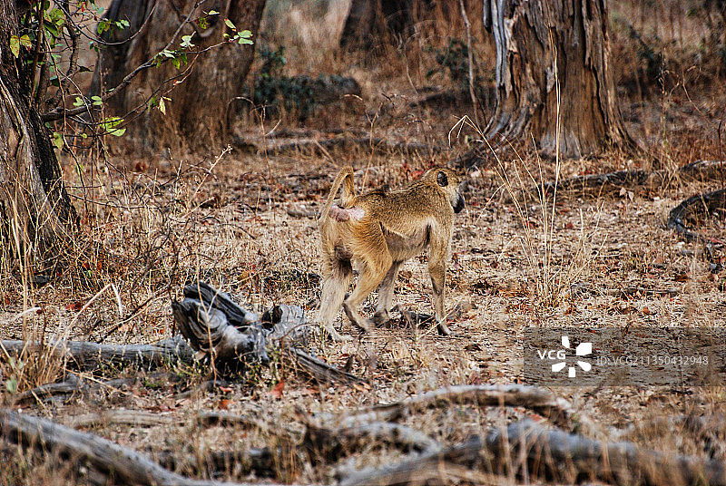 赞比亚北卢安瓜国家公园里行走的猴子图片素材