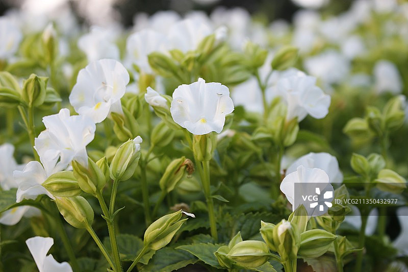 越南的白色植物特写图片素材