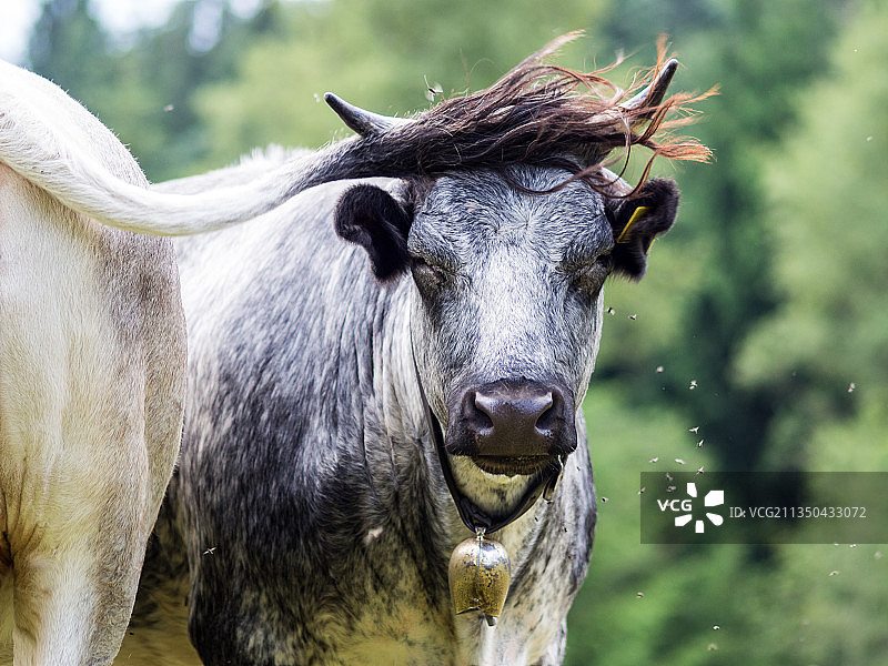 德国巴伐利亚田野上的奶牛特写图片素材