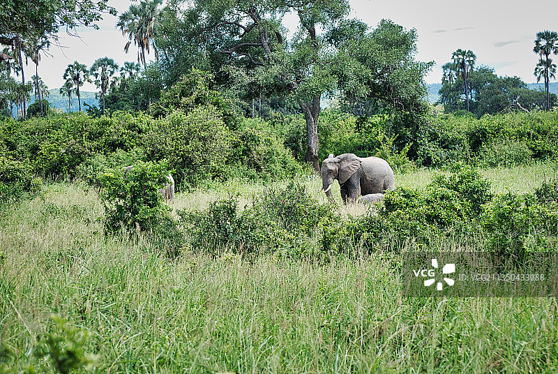 坦桑尼亚 Ruaha 国家公园森林中的非洲象图片素材