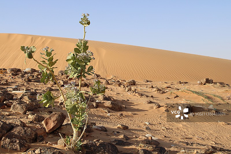 沙特阿拉伯的沙漠与晴朗天空景色图片素材