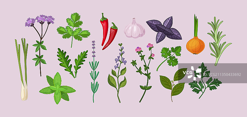 新鲜有机植物叶子烹饪草本植物套装图片素材