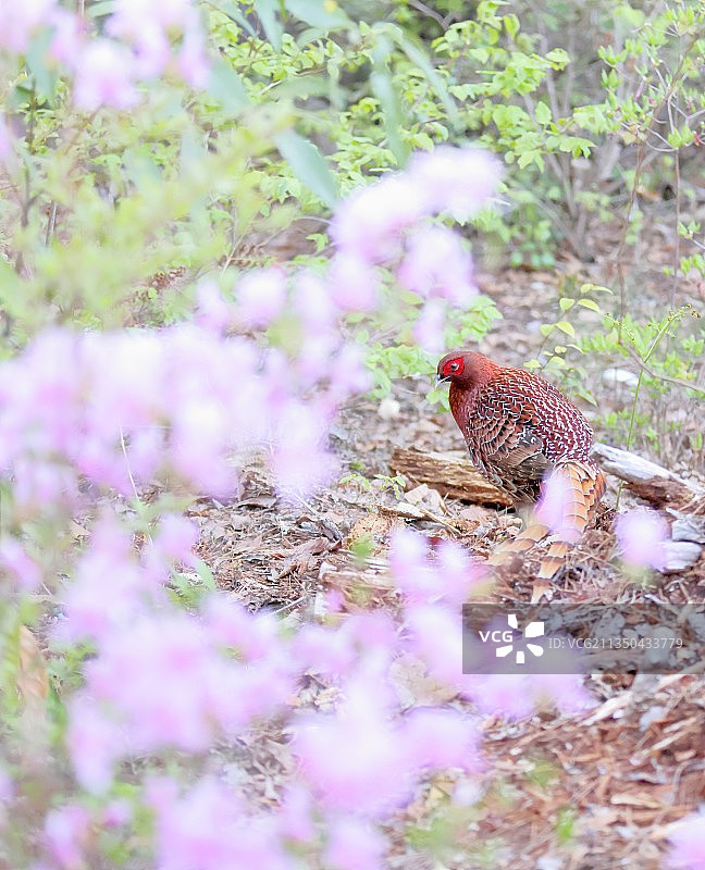鸽子栖息在植物上的特写图片素材