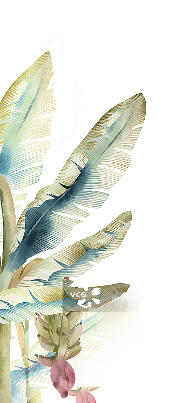 中国风芭蕉树插画元素图片素材