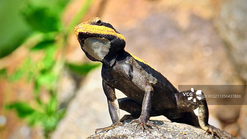 岩石上鬣蜥的特写图片素材