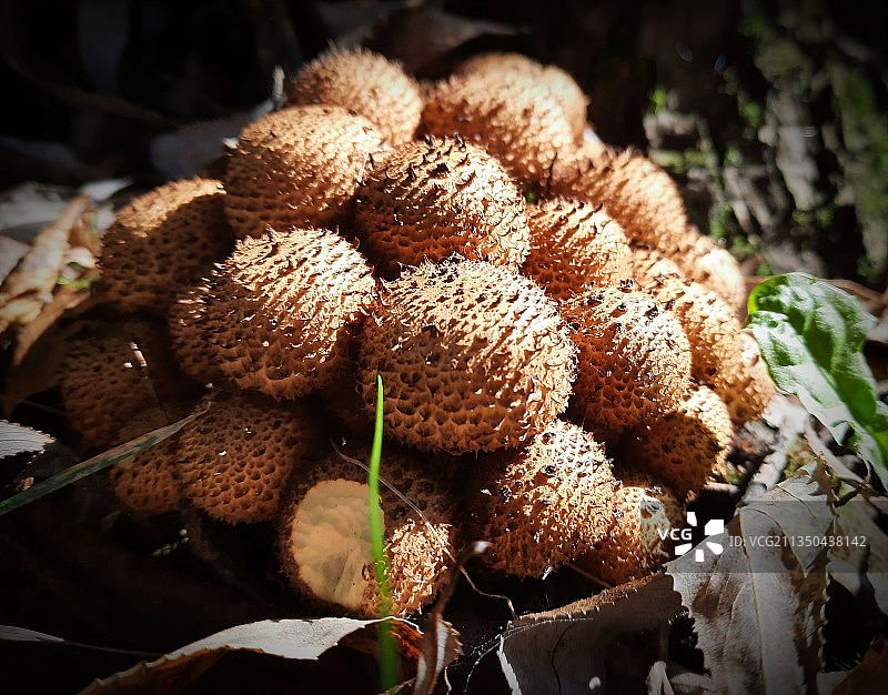 田间蘑菇生长的特写镜头图片素材
