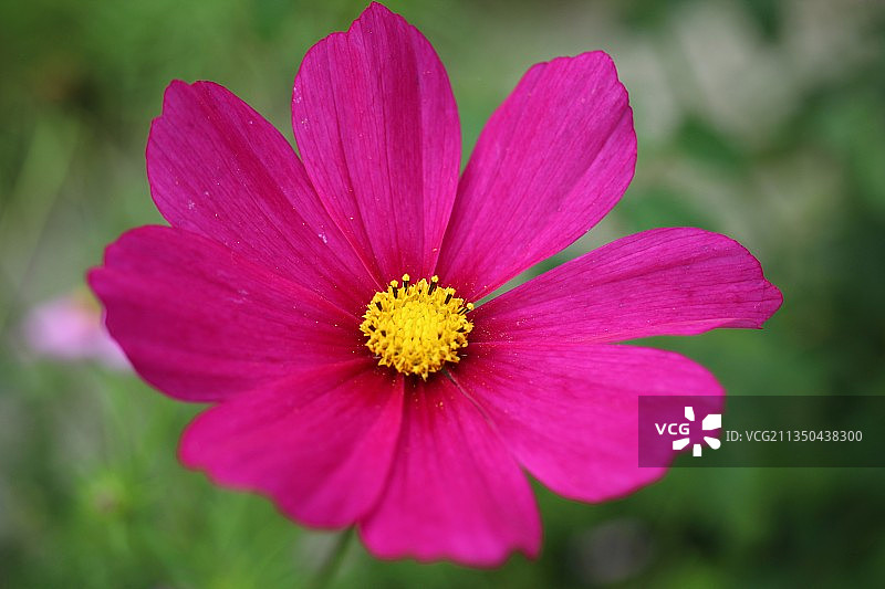 粉红宇宙花的特写图片素材