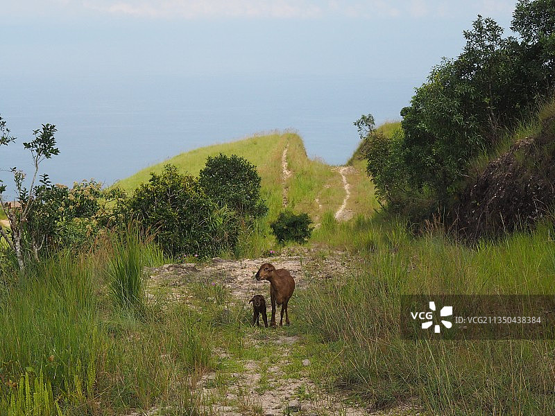 坦桑尼亚基戈马草地上的山羊图片素材