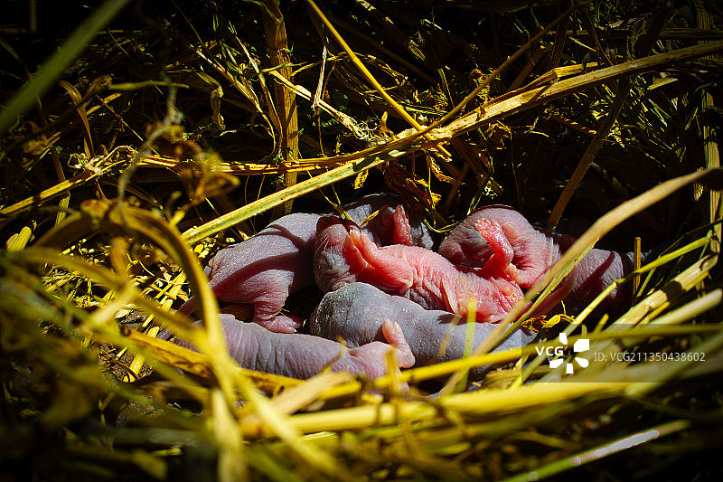 田野里新生老鼠特写图片素材