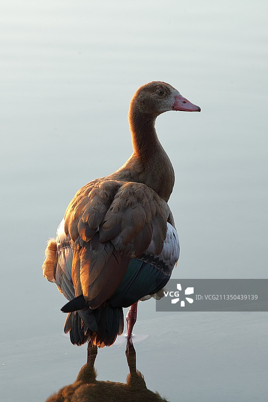 湖中鸭子特写图片素材