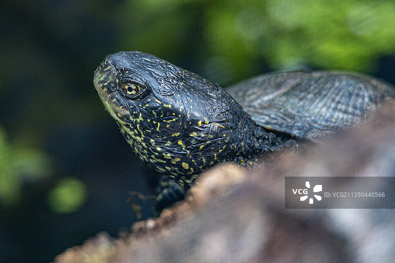 鬣蜥特写图片素材