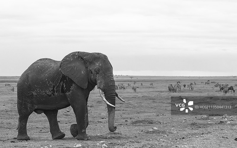 非洲象在肯尼亚安博塞利国家公园图片素材