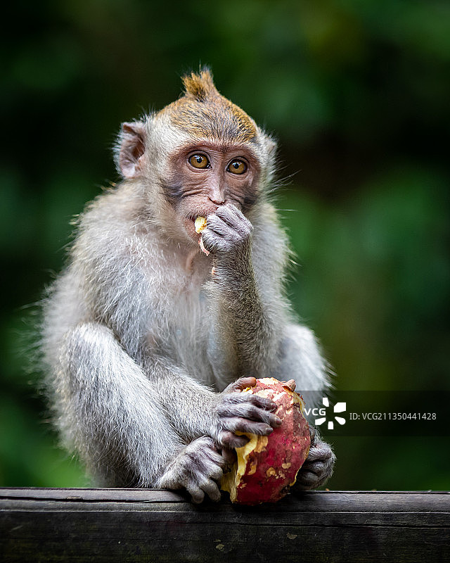 印度尼西亚乌布，猕猴在桌子上吃东西的特写图片素材
