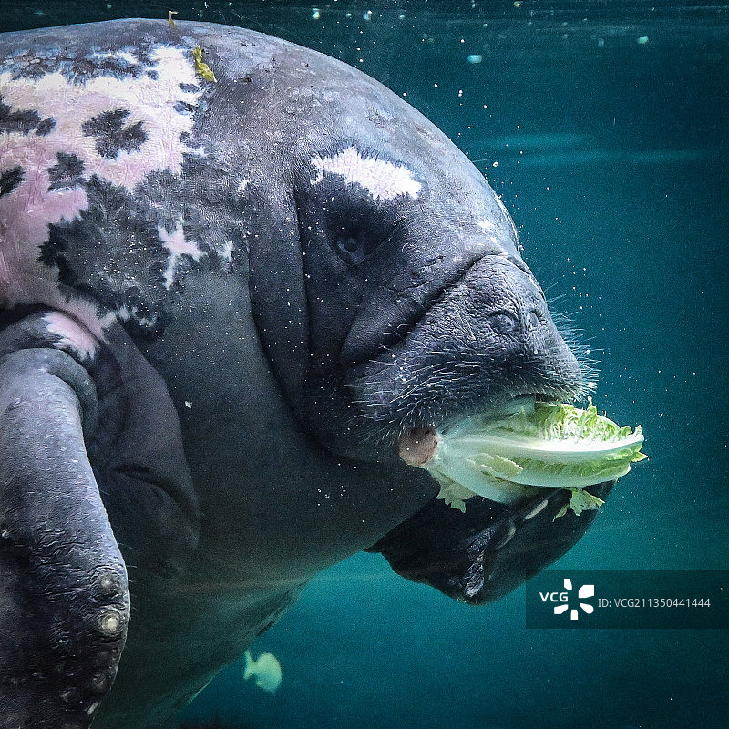 美国海中游泳的大象特写图片素材