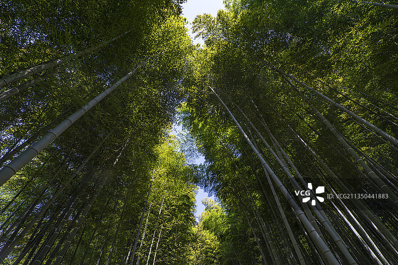 竹林 竹海图片素材