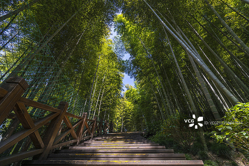 竹林 竹海图片素材