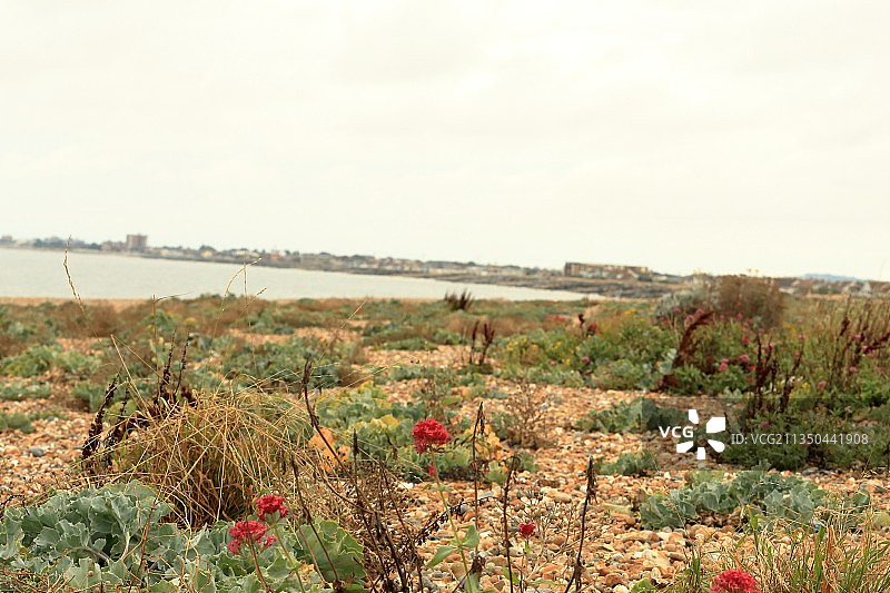 英国田野繁花似锦风光图片素材