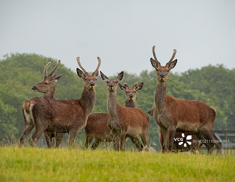 鹿站在田野上的肖像图片素材