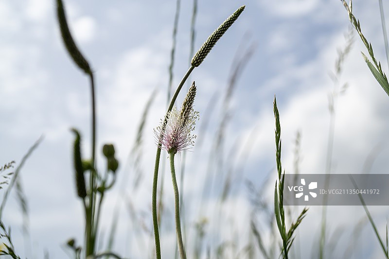 斯洛伐克草地天空特写图片素材