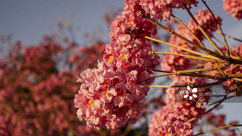 巴西米纳斯吉拉斯州塞特拉戈阿斯的粉色樱花特写图片素材