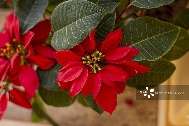 巴西米纳斯吉拉斯州塞特拉戈阿斯红色植物特写图片素材