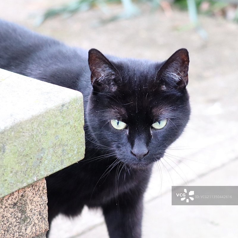 黑猫肖像图片素材