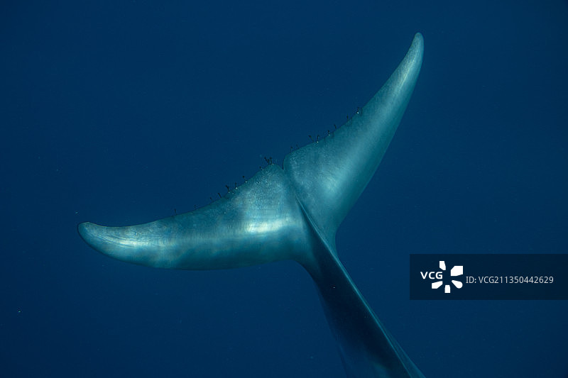 鱼在海里游泳的特写镜头图片素材