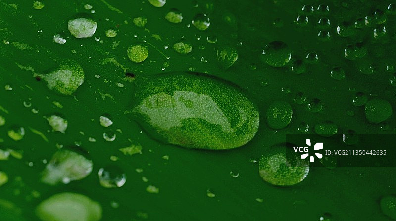 树叶上的雨滴全景照片图片素材