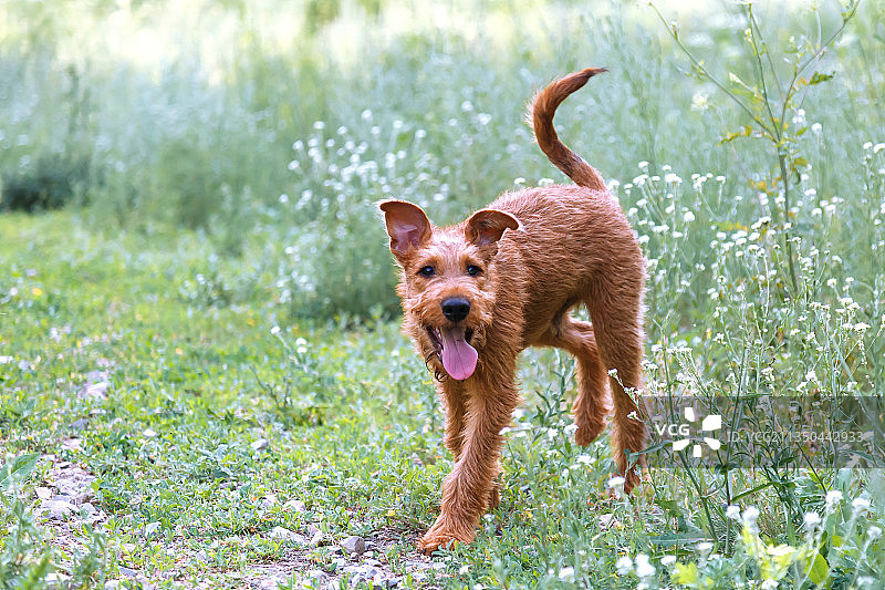 在草地上奔跑的狗肖像图片素材