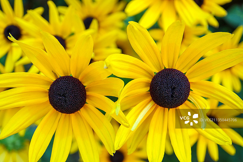 黄色雏菊花朵特写，塞尔维亚图片素材