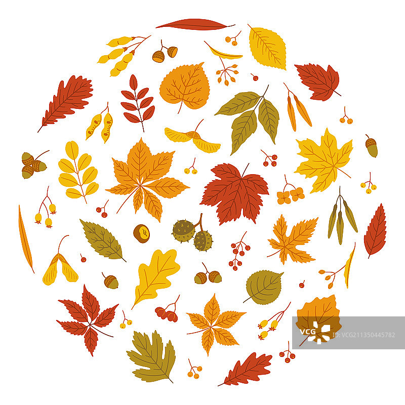 白色背景上的秋叶和种子素材图片素材