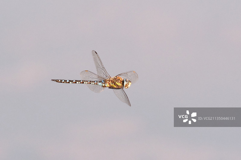 丹麦斯文borg韦伦蜻蜓飞翔的仰视角度图片素材