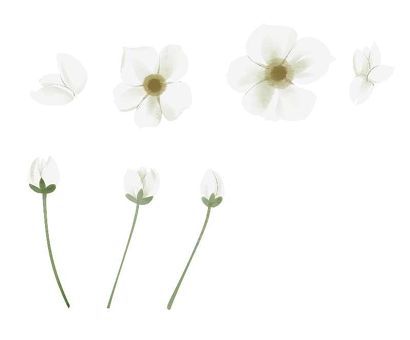 梨花花朵插画元素图片素材