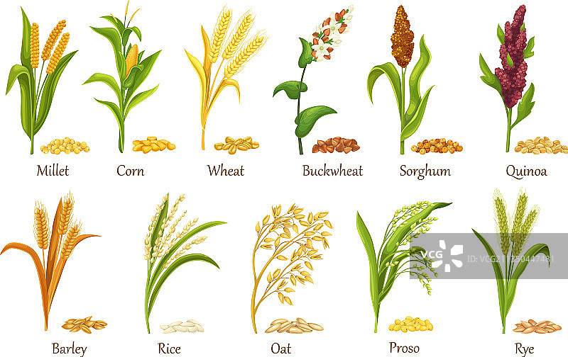 谷类作物植物堆谷物种子图片素材