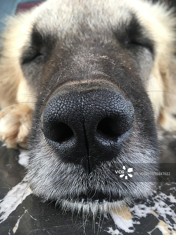 狗的特写肖像图片素材