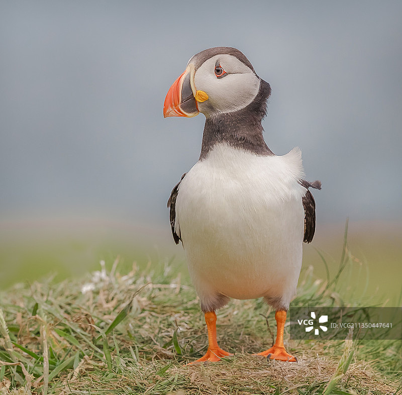 原野上海雀的特写图片素材