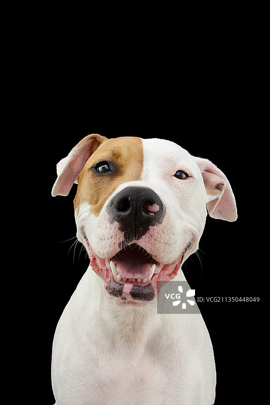 西班牙赫罗纳黑色背景下的纯种犬特写图片素材